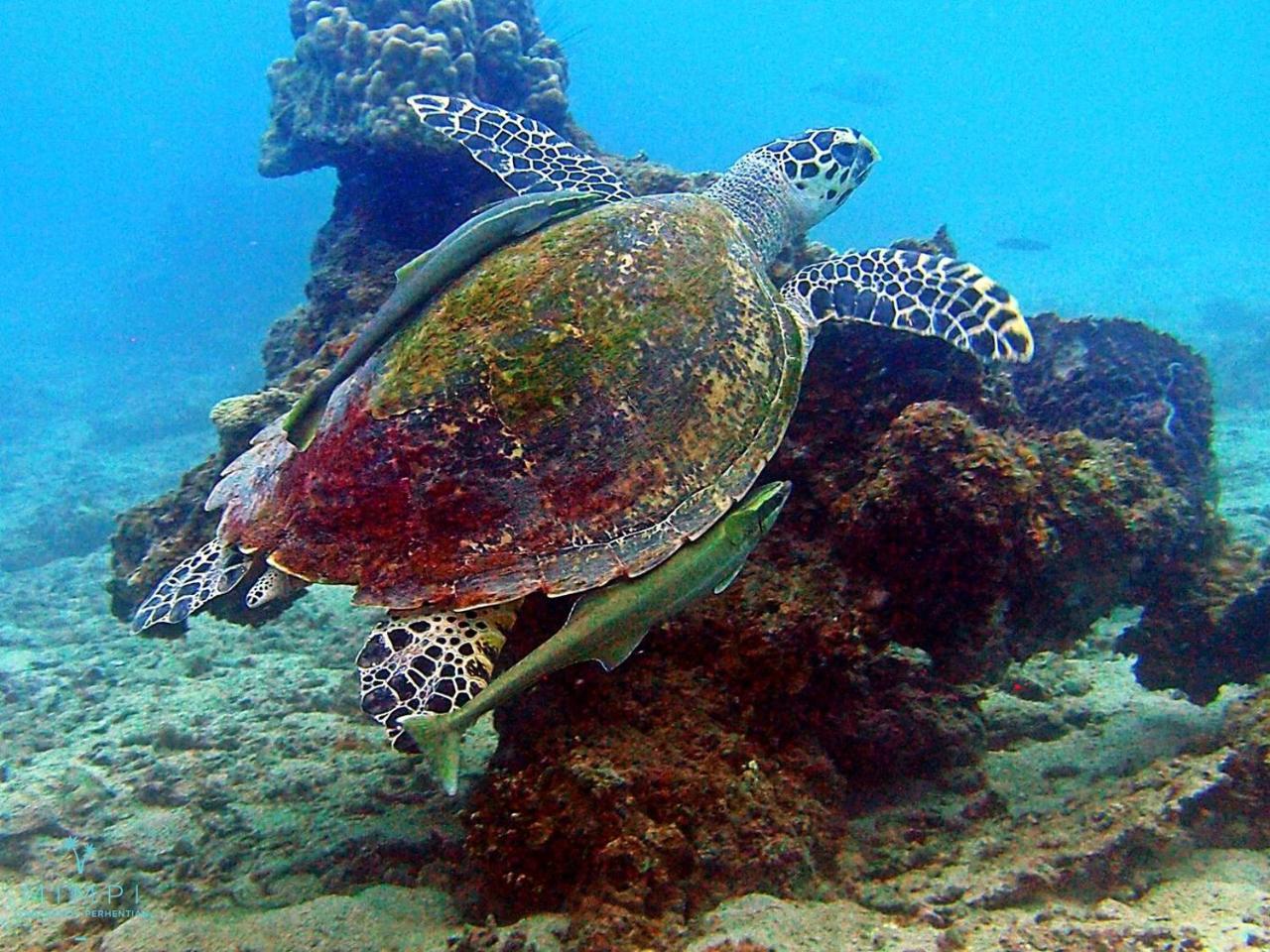 Mimpi Perhentian Hotel Kampong Pasir Hantu Buitenkant foto